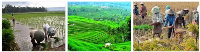 Indonesia Agriculture
