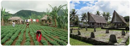 Micronesia Agriculture
